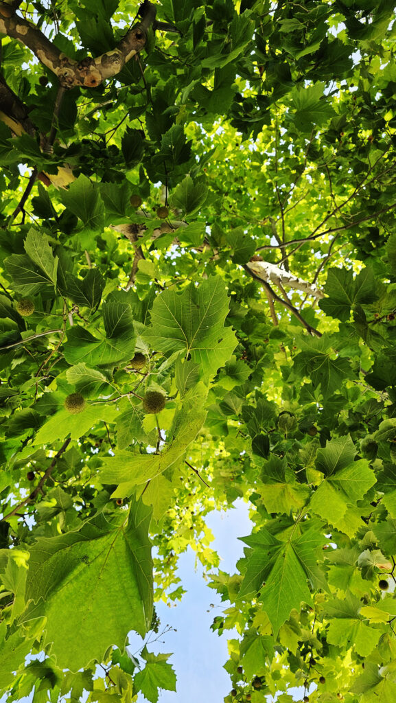 Trees along the Canal du Midi at O Berges du Midi - photo by Arthur Breur